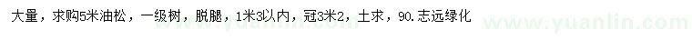 求購5米油松