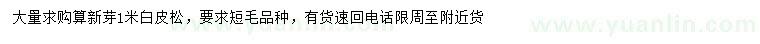 求購1米白皮松