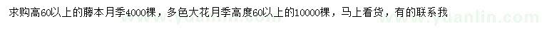 求購高60公分以上藤本月季、大花月季