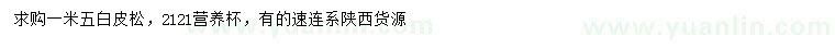 求購1.5米白皮松