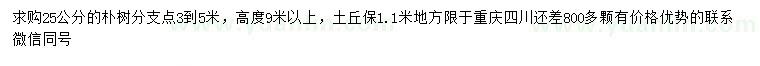 求購25公分樸樹