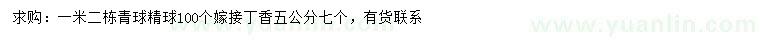 求購(gòu)1.2米冬青球精球、5公分嫁接丁香