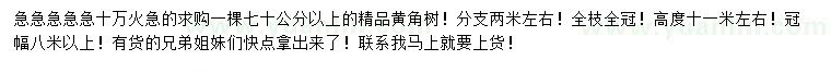 求購70公分以上精品黃角樹