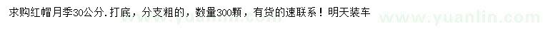 求購30公分紅帽月季