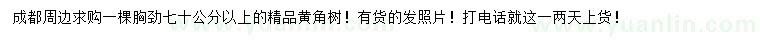 求購胸徑70公分以上精品黃角樹