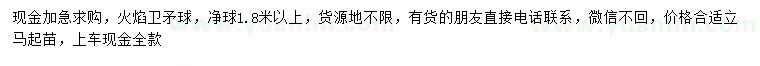 求購1.8米以上火焰衛(wèi)矛球