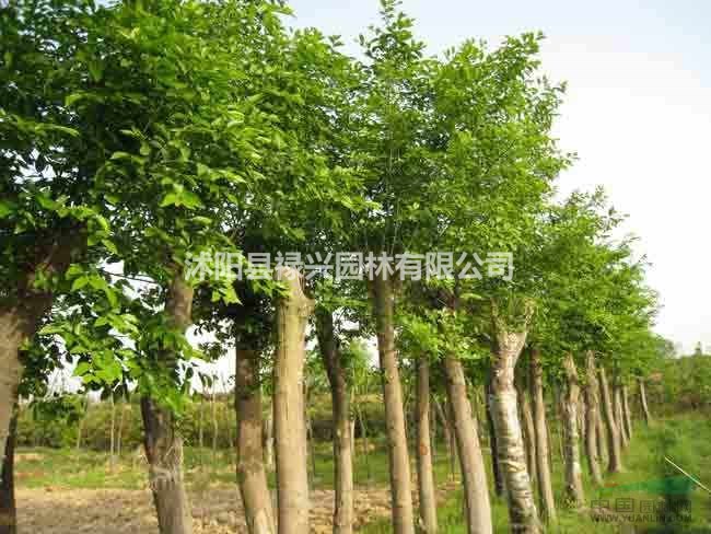樸樹價格1200元 2019欒樹價格/報價 米徑18公分 