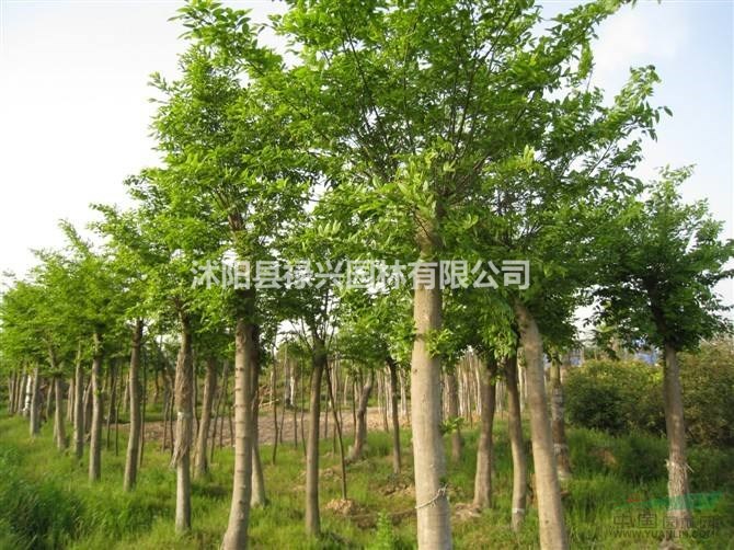 樸樹價格1200元 2019欒樹價格/報價 米徑18公分 