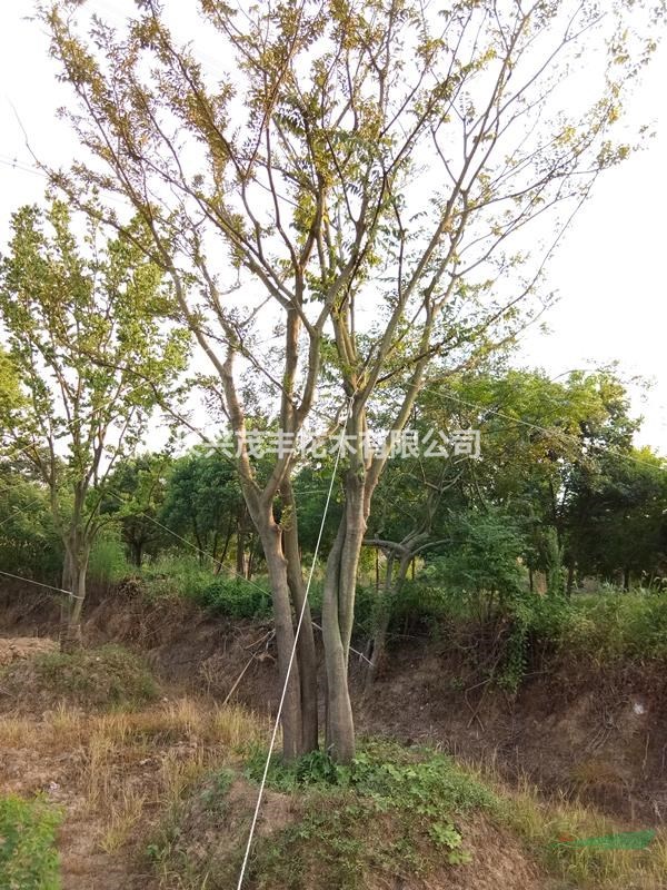 浙江長興供應(yīng)原生拼種5-15公分4-6桿精品叢生/ 多干樸樹