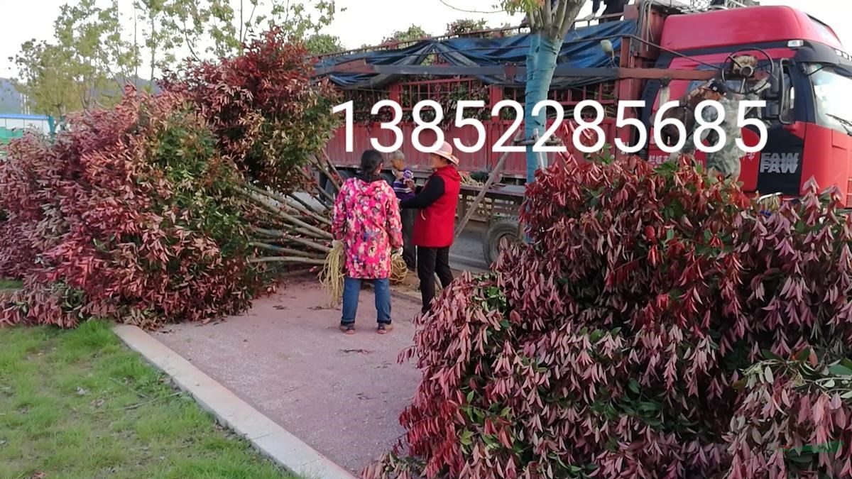 地徑：4公分、5公分、6公分高桿紅葉石楠價格