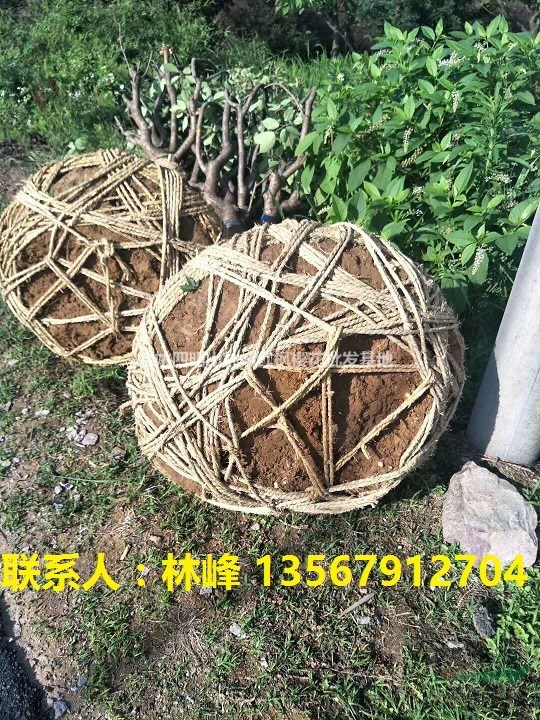 中国樱花哪里最多/四明山樱花基地最多