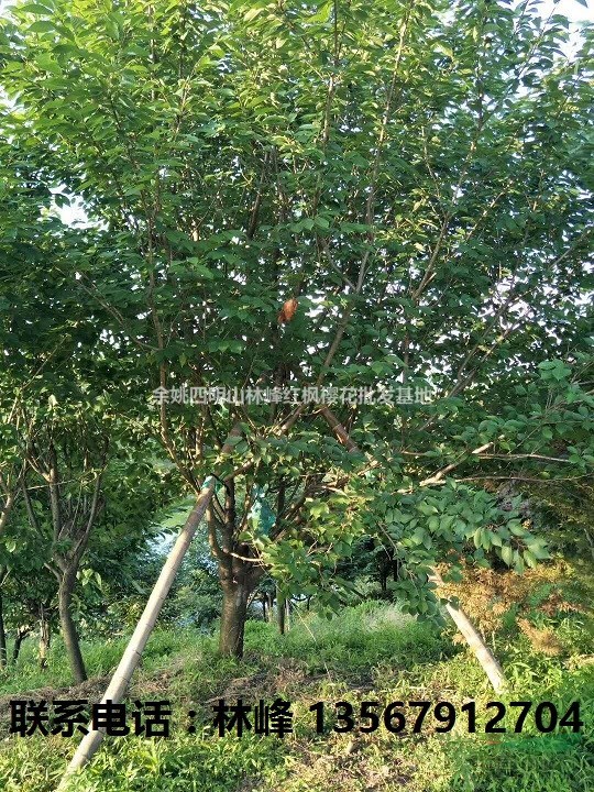 中国樱花哪里最多/四明山樱花基地最多