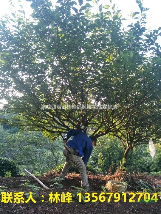 中国樱花哪里最多/四明山樱花基地最多