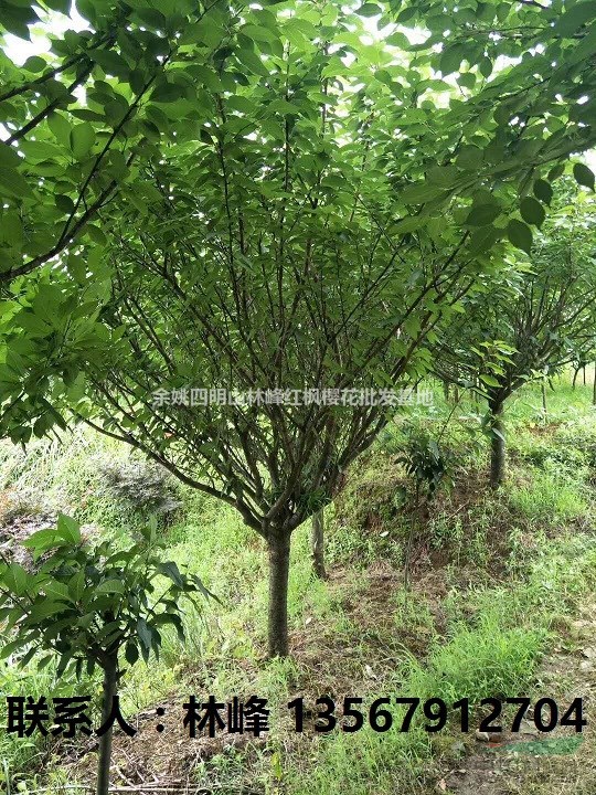 批量种植樱花会遇到的哪些问题