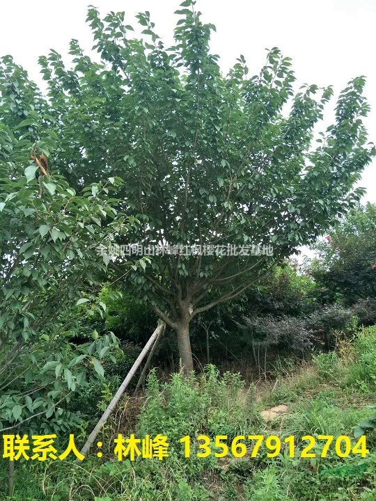 批量种植樱花会遇到的哪些问题