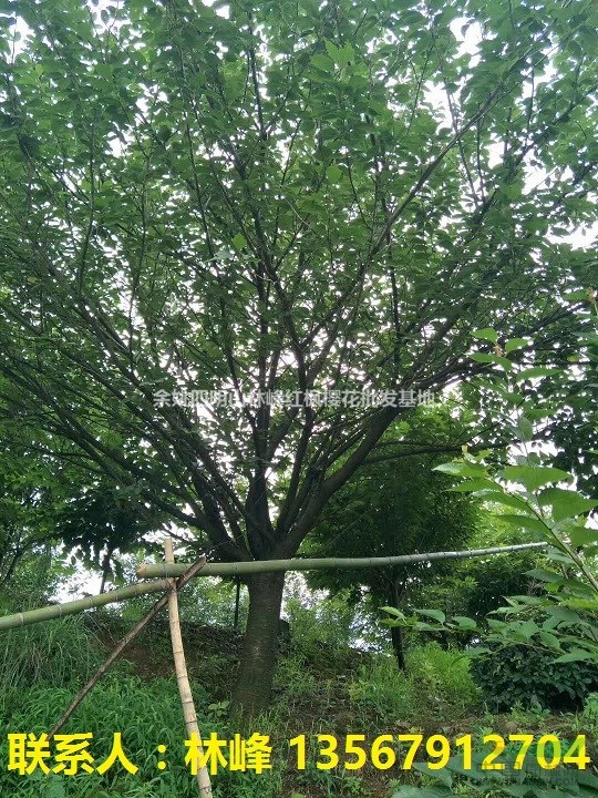 批量种植樱花会遇到的哪些问题