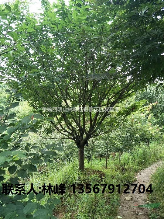 哪里的樱花既便宜，花期时期又长，长势又喜人