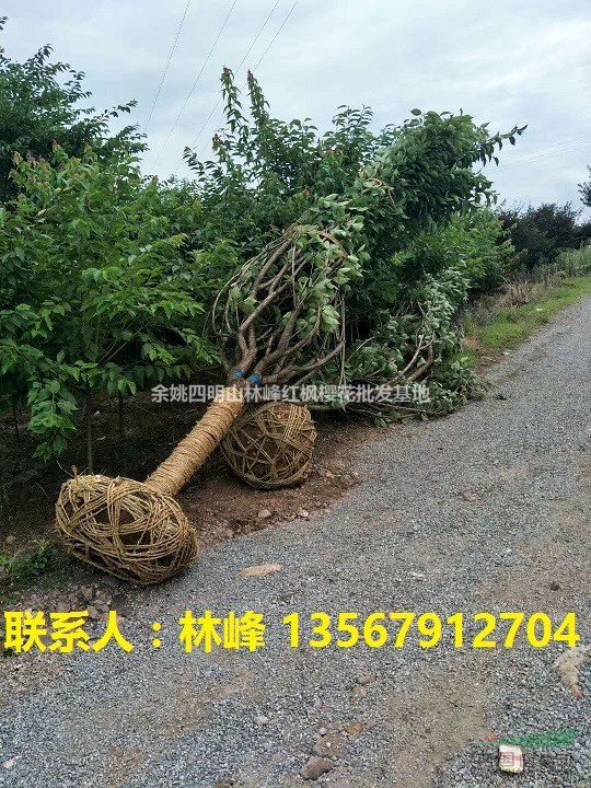 哪里的樱花既便宜，花期时期又长，长势又喜人