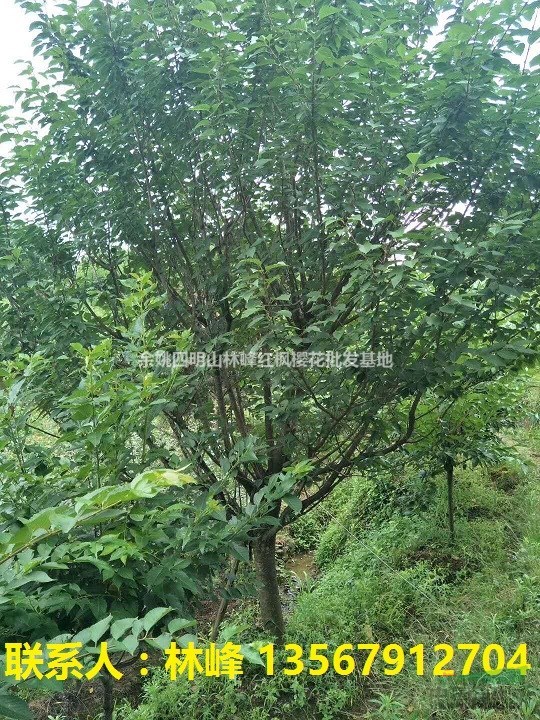 哪里的樱花既便宜，花期时期又长，长势又喜人