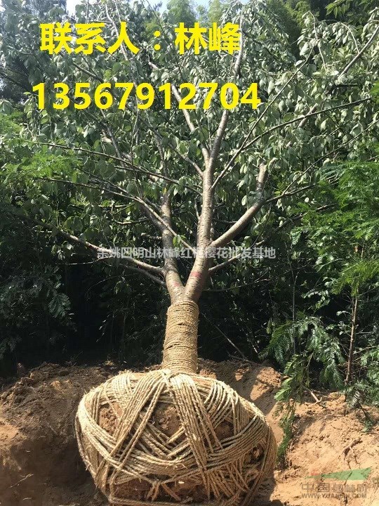 余姚四明山樱花的主要品种