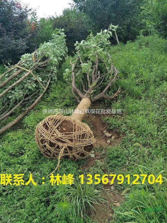 余姚四明山樱花的主要品种