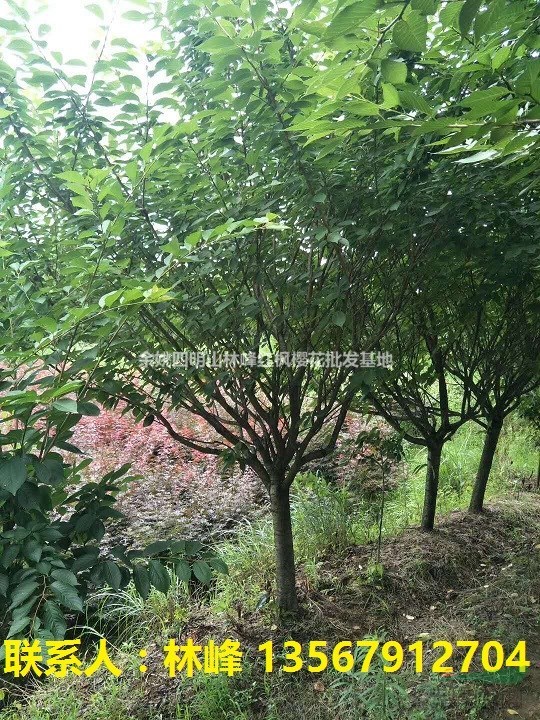 余姚四明山樱花的主要品种