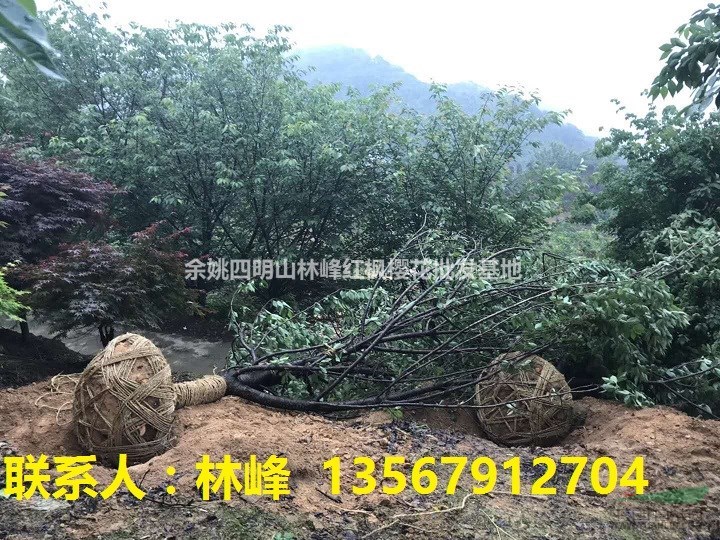 供应15-25的大规格晚樱