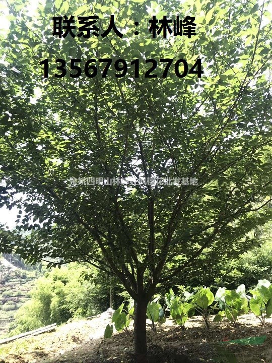 供应15-25的大规格晚樱