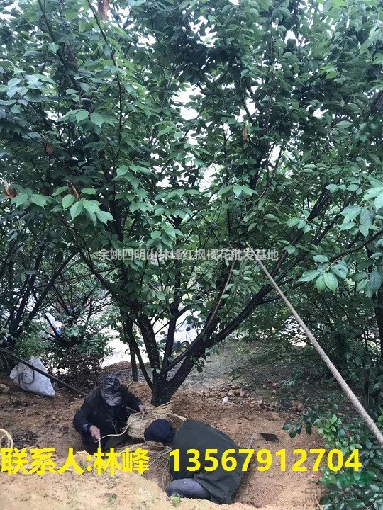 供应15-25的大规格晚樱