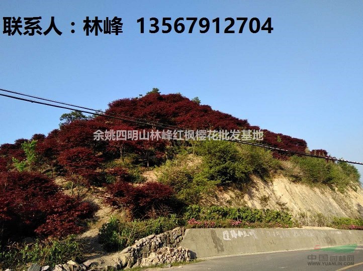 红枫的主要种植方法简介