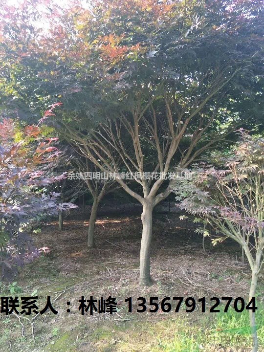 红枫为什么会变色