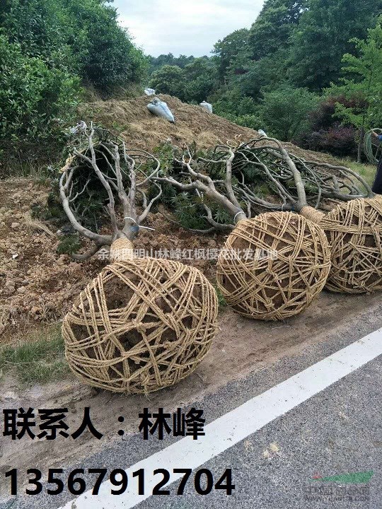 红枫为什么会变色