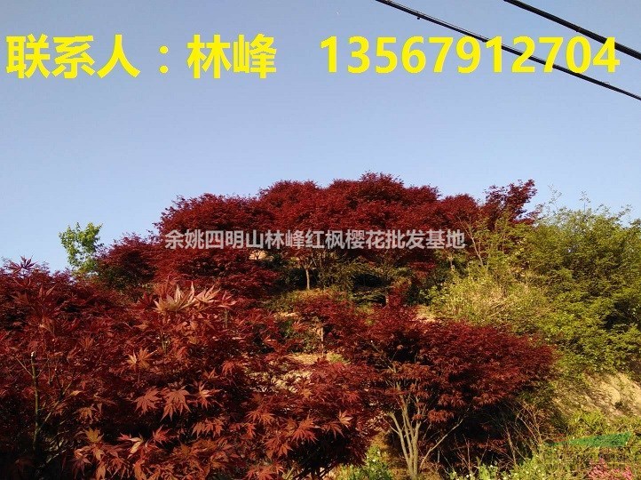 红枫为什么会变色