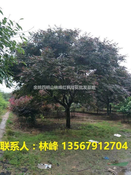 哪里的红枫既便宜,质量又好