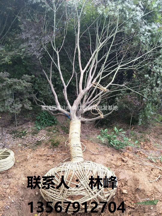 红枫的种植方法