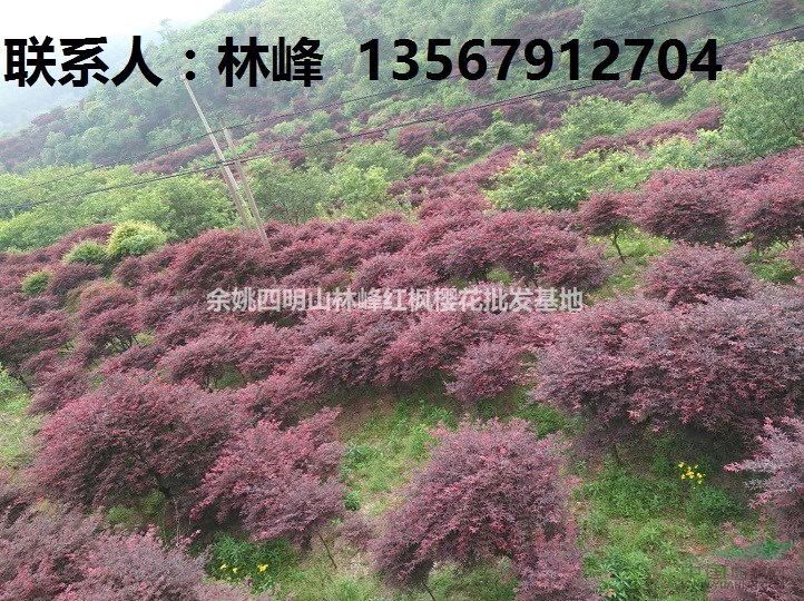 红枫的种植方法