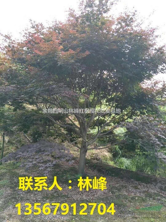 红枫的种植方法