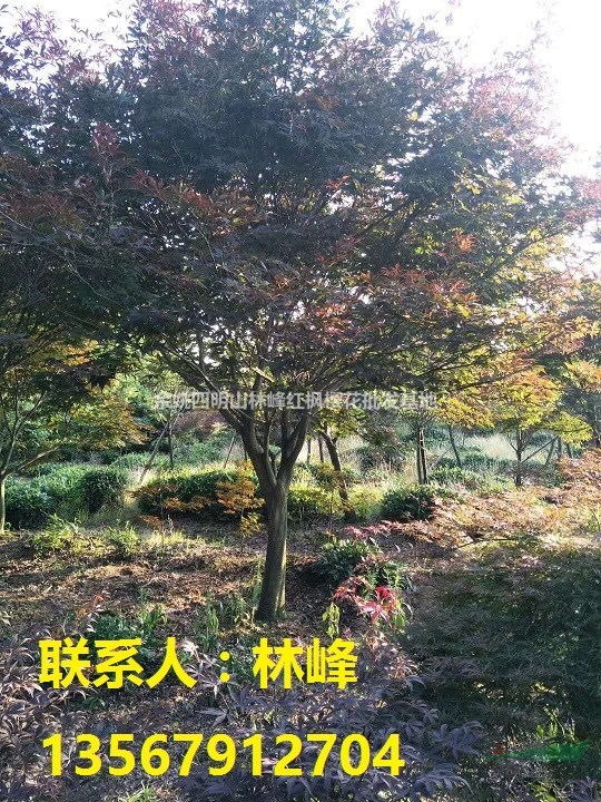 红枫树养护的相关介绍