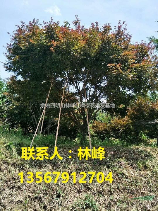 红枫树养护的相关介绍