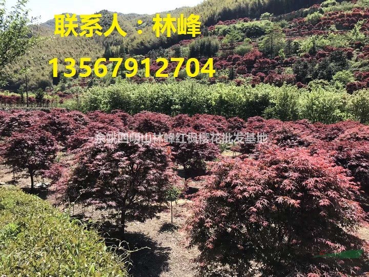 种植红枫树方法如下