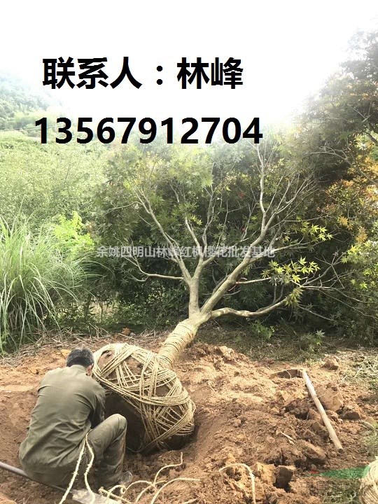 种植红枫树方法如下