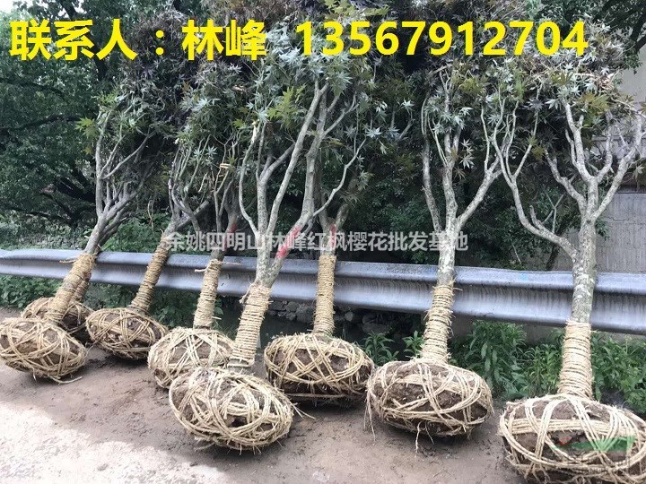 种植红枫树方法如下