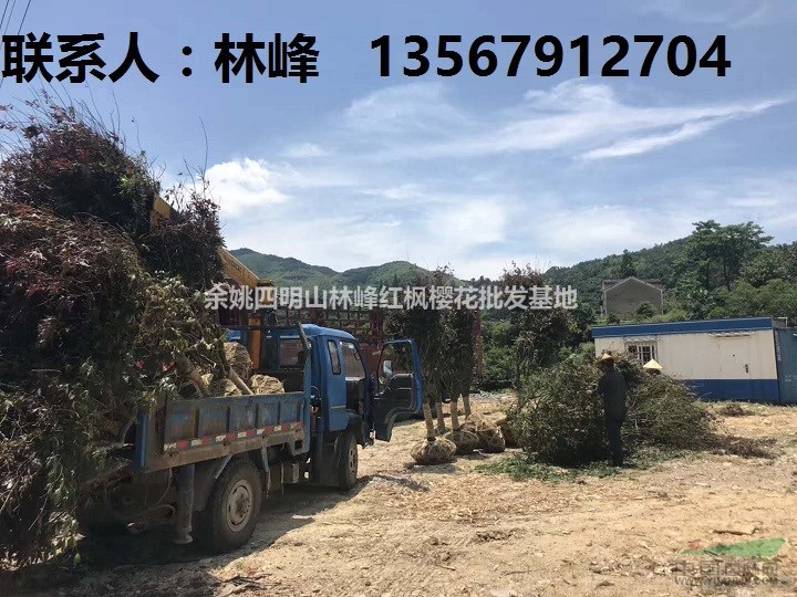 如何种植红枫树