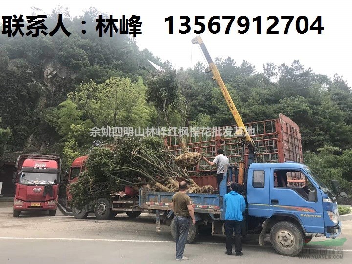 如何种植红枫树