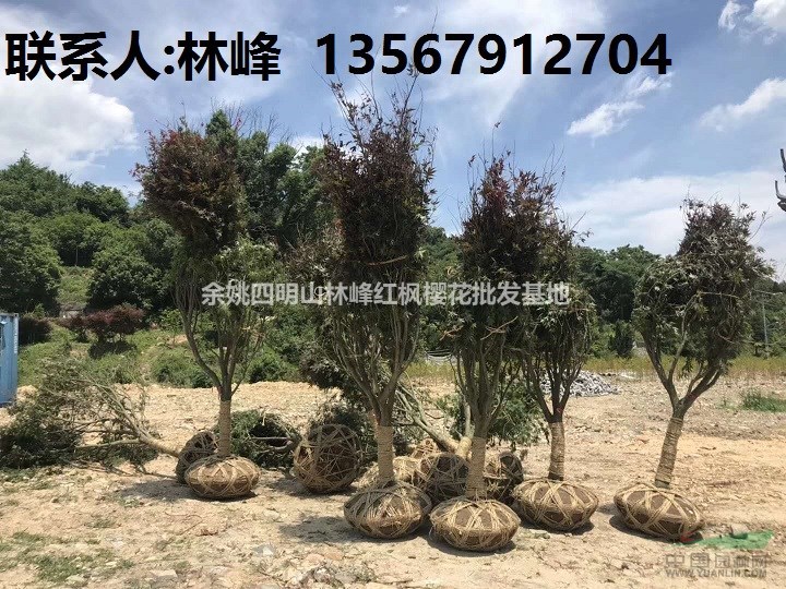 如何种植红枫树