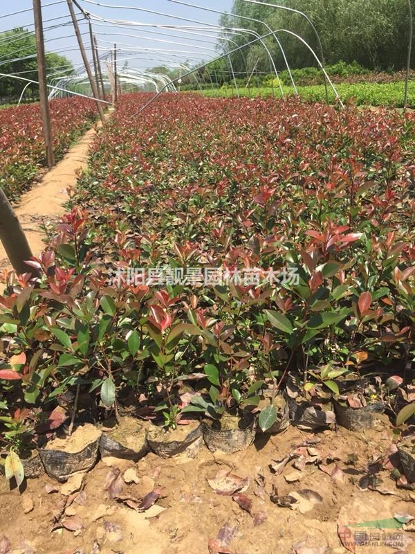红叶石楠60公分高,红叶石楠营养钵苗价格,红叶石楠绿篱