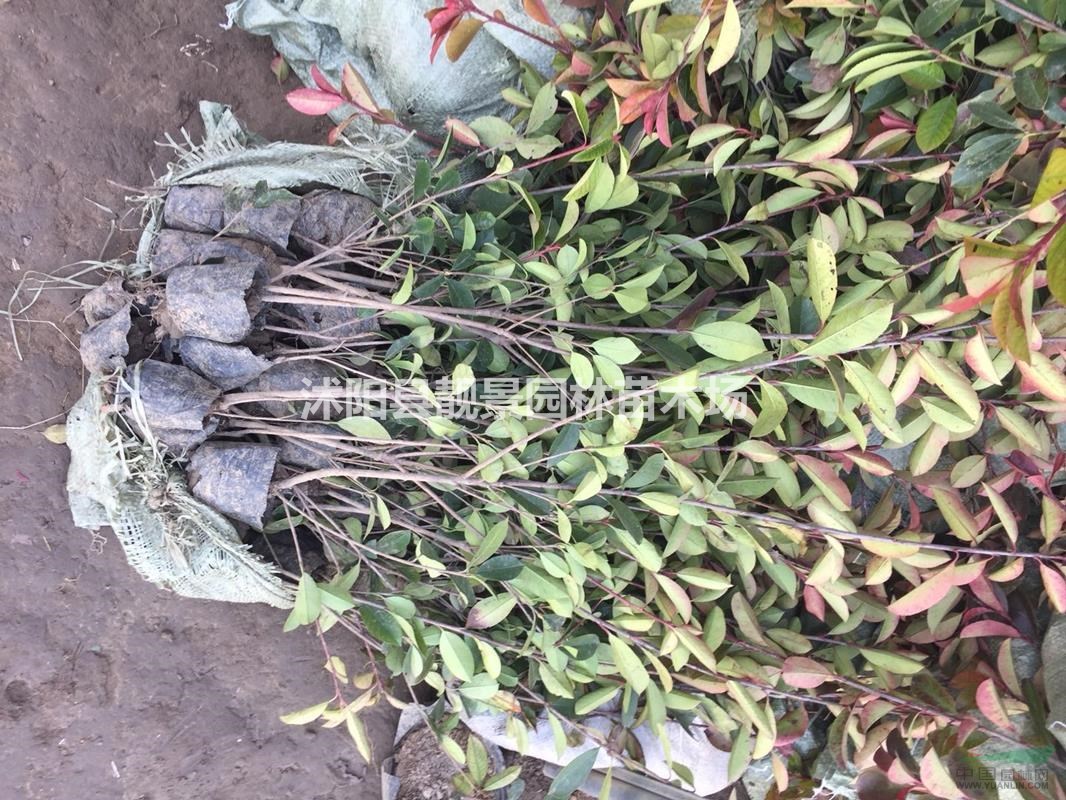 红叶石楠60公分高,红叶石楠营养钵苗价格,红叶石楠绿篱