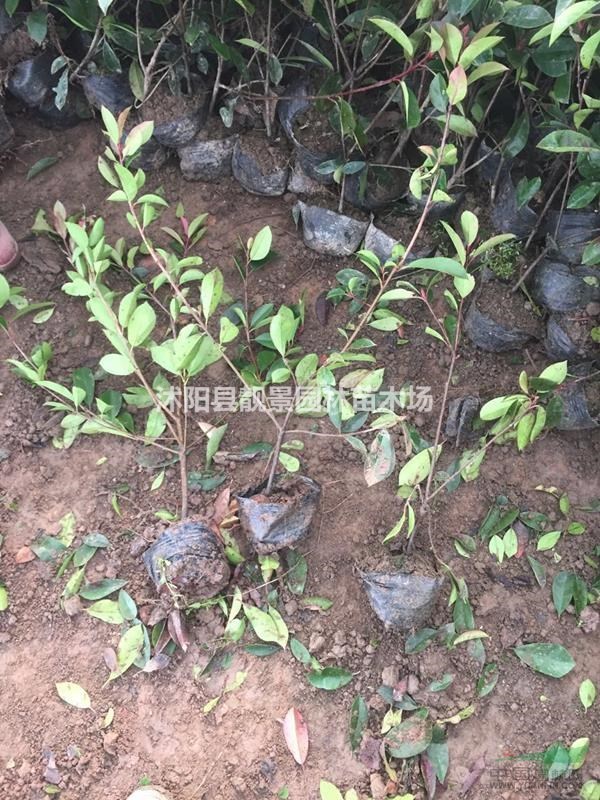 红叶石楠60公分高,红叶石楠营养钵苗价格,红叶石楠绿篱