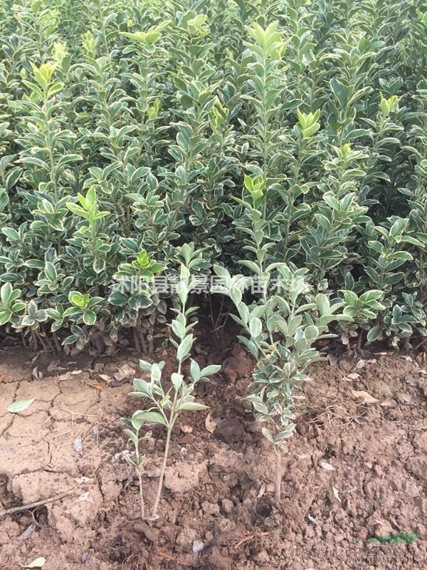 金边黄杨苗50冠幅高，裸根现挖现卖，金边黄杨货源充足