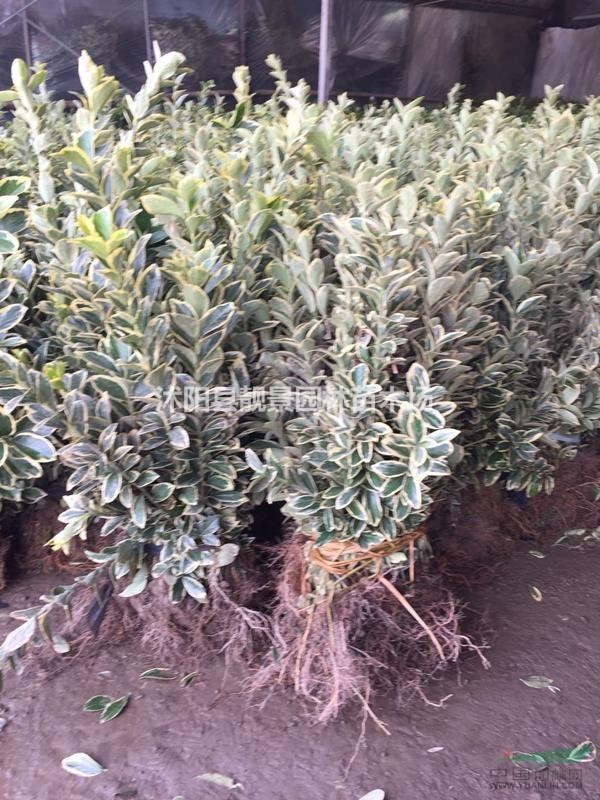 金边黄杨苗50冠幅高，裸根现挖现卖，金边黄杨货源充足